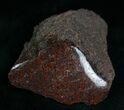 Agatized Dinosaur Bone Chunk (Polished) #7229-2